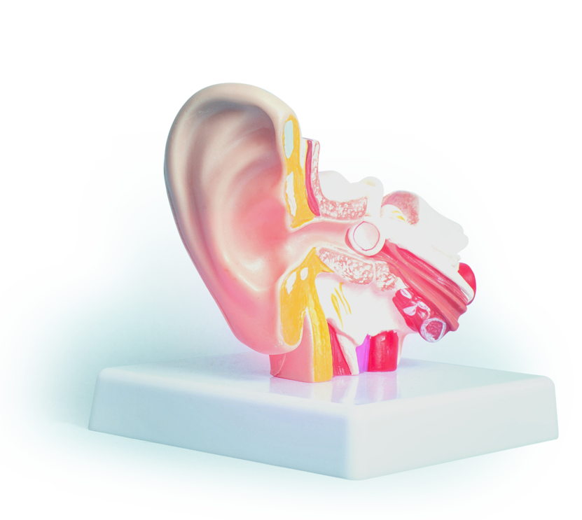 ear internal